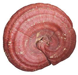 《艾尔登法环》光追PC性能分析 显卡配置要求很高